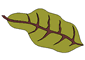 Herbs 