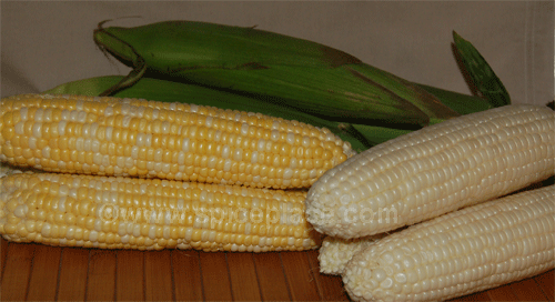 corn-on-the-cob.gif