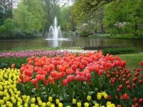 Dutch Tulip gardens in Amsterdam.jpg