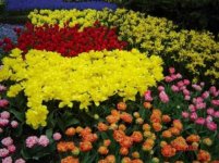 Keukenhof-Gardens-photo - Amsterdam, Holland.jpg