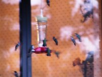 Hummers Sept.2011.JPG