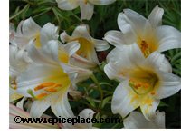Asiatic Daylily