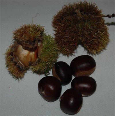 chestnuts-with-pods.jpg