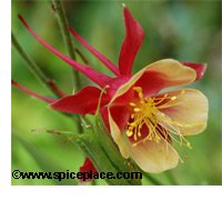 Columbine