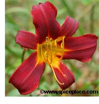 Maroon Daylily