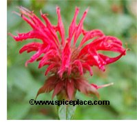 Red Bee Balm (monarda)