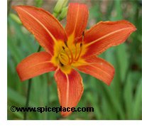 Orange Daylily