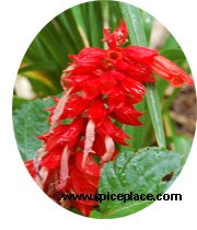 Red Salvia