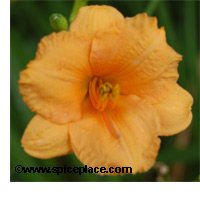 Yellow Daylily