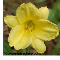 Yellow Daylily